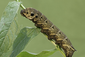 Elephant hawkmoth