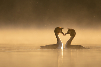 Grebe pair