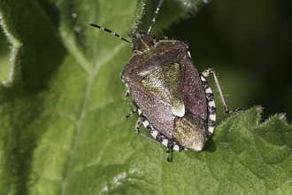Hairy shield bug (Dolycoris baccarum) - Chris Lawrence