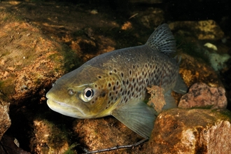 Brown trout (Salmo trutta) © Linda Pitkin/2020VISION