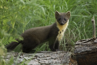 pine marten