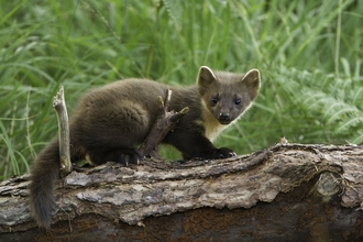 Pine marten (Martes martes) youngster on fallen pine log in woodland,