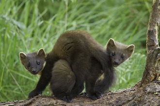 Two pine martens on a log