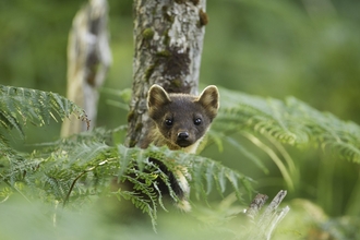 Pine marten (Martes martes) youngster amongst bracken in woodland