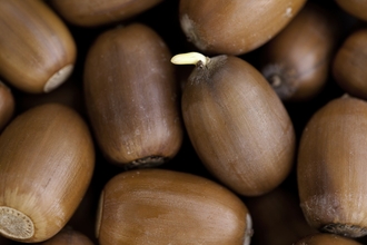 acorns