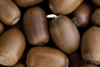 acorns