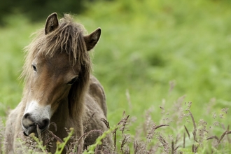 Exmoor pony