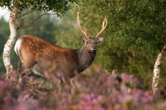 Sika deer