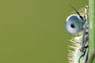 Blue-tailed damselfly {Ischnura elegans} June 2011.