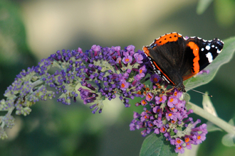 Red admiral butterfly