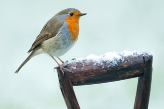 Robin on spade handle