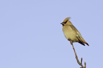 Waxwing (Bombycilla garrulus) against blue sky