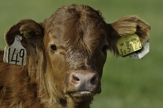 Calf