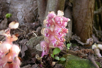 Toothworts have a strange flowering spike and are ghostly pail due to the lack of any chlorophyll.