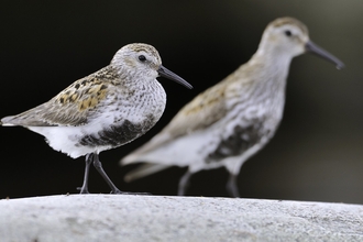 Dunlins on a rock