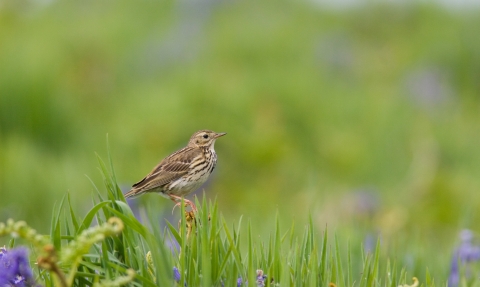 Meadow pipit © David Kilbey