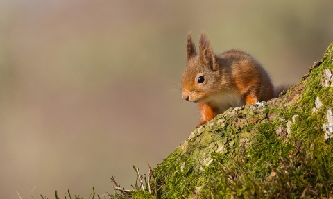 Red Squirrel by Dr David Williams