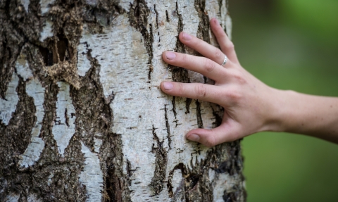 Touching a tree © Matthew Roberts