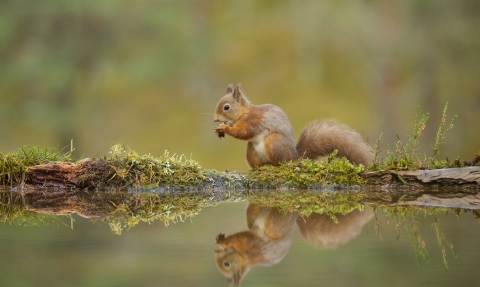 Red Squirrel © Mark Hamblin