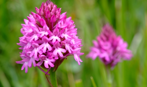 Pyramidal orchid © Mark Heighes