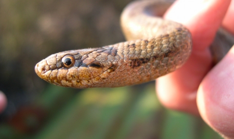Smooth snake © John Poland