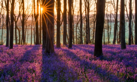 Micheldever bluebells © Chris Button, chrisbuttonphotography.co.uk