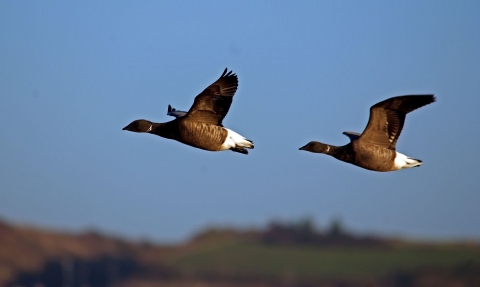 Brent geese in flight