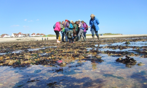 Shoresearch at Lee-on-Solent beach