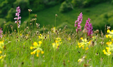 Early purple orchids and cowslips