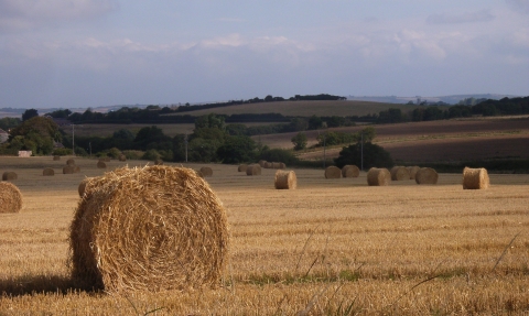 Hay bales in a field