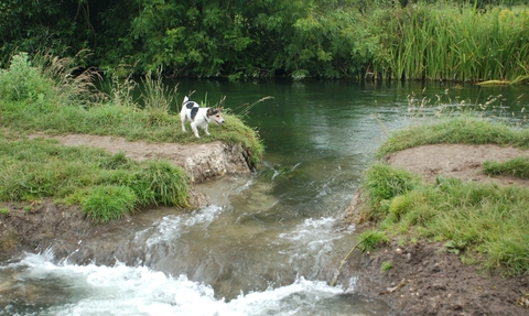 Flooded path at Hockley on the River Itchen