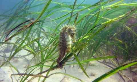 Seagrasses and Seagrass Beds