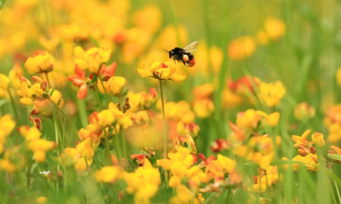 Red tailed bumblebee © Jon Hawkins SurreyHillsPhotography