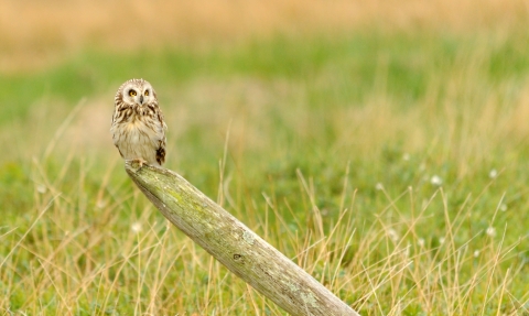 Short eared owl