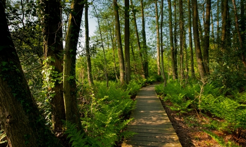 Boardwalk at Testwood Lakes nature reserve