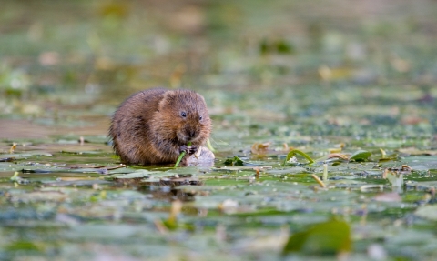 Water vole feeding