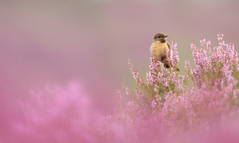 Stonechat © Ben Hall/2020VISION