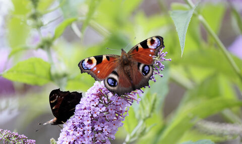 Peacock butterfly on buddleia © David Kilbey