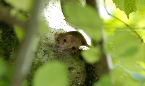 Dormouse