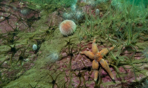 Underwater © Paul Naylor www.marinephoto.co.uk