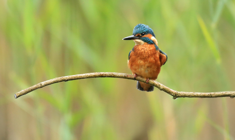 Kingfisher © Jon Hawkins, SurreyHillsPhotography