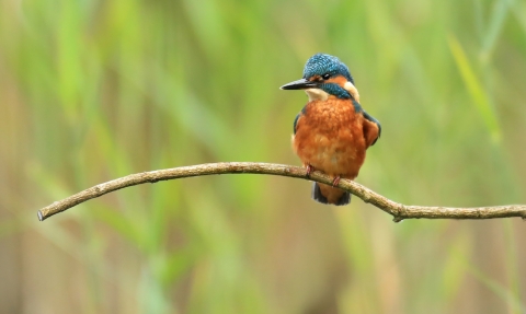 Kingfisher © Jon Hawkins, SurreyHillsPhotography