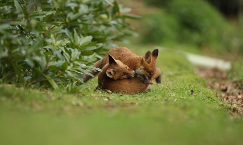 Fox cubs © Luke Massey/2020VISION
