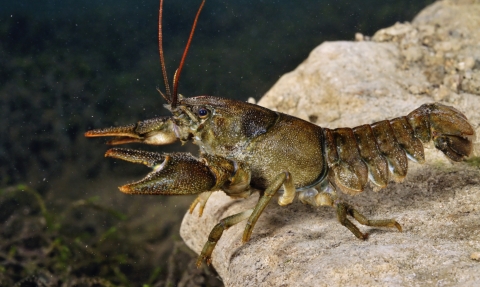 White clawed crayfish © Linda Pitkin/2020VISION