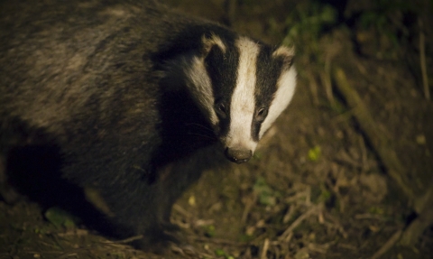 Badger at night