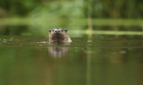 Otter in a river