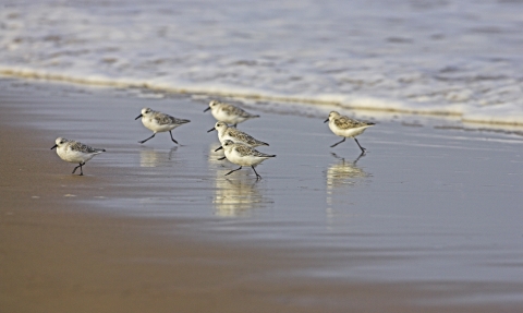 Sanderling © Mike Read