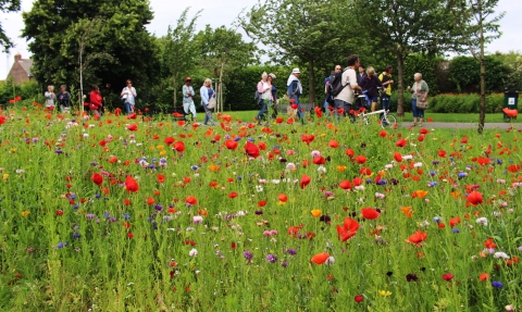 Wildflower meadow in an urban park