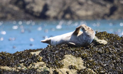 Seal on rocks © Lynne Newton