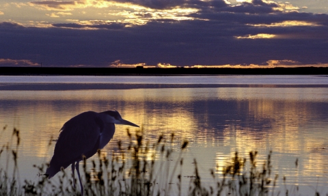 Grey Heron © by Alan Price